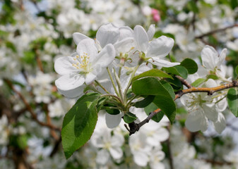 Apple trees are blooming and bees are collecting nectar.