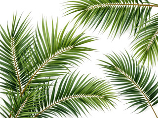 Set of palm leaves isolated on white for decor your project