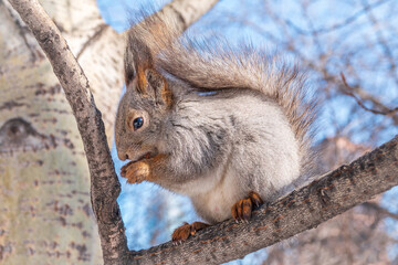 The squirrel with nut sits on tree in the winter or late autumn
