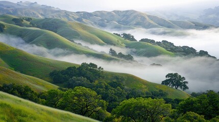 Obraz premium Misty rolling hills covered in fog with trees dotting the slopes.