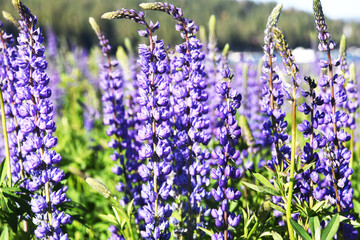 Vibrant blooming purple lupine flowers bloom along Lake Tahoe, California