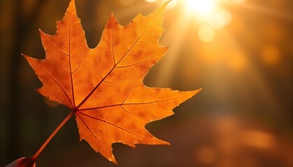 Orange maple leaf glowing in autumn sunlight