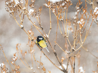 Cute bird Great tit, songbird sitting on a branch without leaves in the autumn or winter.