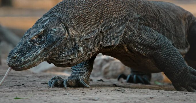 Komodo dragon, varanus Komodoensis, walking through its natural habitat, flicking its forked tongue to capture scents and skillfully navigate the lush surroundings of the jungle