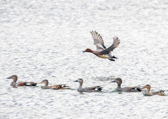 Eurasian Wigeon group with norther solver and Godwall