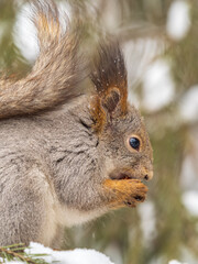 The squirrel with nut sits on tree in the winter or late autumn