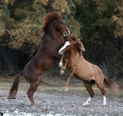 Fototapeta premium Wild Stallions Sparring in Desert 