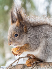 The squirrel with nut sits on tree in the winter or late autumn