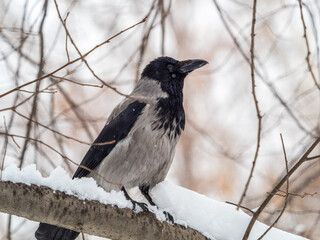 A hooded crow sitting on a tree