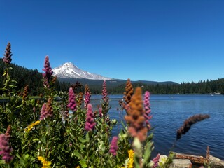 view of Lake Trillium with flowers blooming as Mount Hood majestically rises in the background on an Oregon summer day © Tedi S Photography
