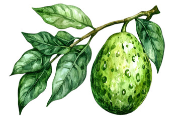 Fototapeta premium Watercolor Soursop Fruit with Leaves on Transparent Background Botanical Illustration of Tropical Green Fruit and Branch