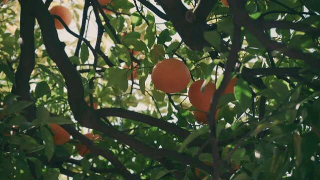 4K Orange trees with sunlight rays in the background. Fruit, lemon, mandarin, juicy fruits