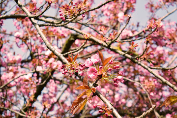 pink cherry blossom