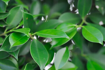 banyan tree or Ficus annulata or ficus bengalensis