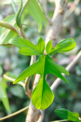 Obraz premium Philodendron pedatum Glad Hands or ARACEAE , Philodendron plant