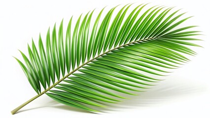 Obraz premium Lush Tropical Palm Leaf Branch Isolated on White Background - 3D Render