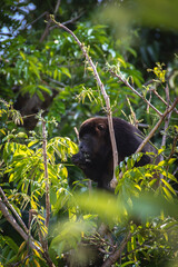 Costa Rica wildlife with beautiful monkeys 