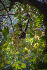 Costa Rica wildlife with beautiful monkeys 