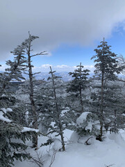 winter landscape with snow covered trees