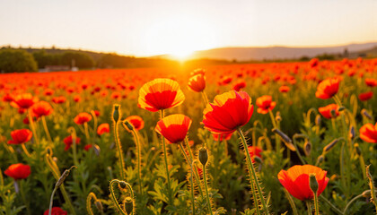 Fototapeta premium Blooming wild poppies at sunrise in rural landscape, Memorial Day