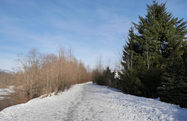 Hiking trail leading to the woods near Squamish River and the Brackendale Eagle Run during a winter...