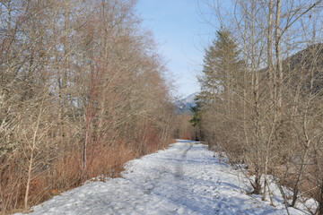 Hiking trail leading to the woods near Squamish River and the Brackendale Eagle Run during a winter season in Squamish, British Columbia, Canada