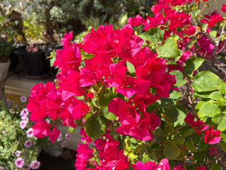 beautiful Bougainvillea flowers in the garden