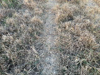 dry grass in the countryside