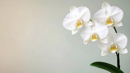 Obraz premium Macro flowers landscapes concept. Elegant white orchids bloom gracefully against a soft backdrop.