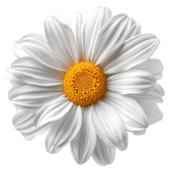 Cheerful Yellow and White Daisy Blossom in Vibrant Natural Garden - Macro Close-Up of Blooming Daisies with Fresh Petals, Symbolizing Pure Spring and Summer Beauty