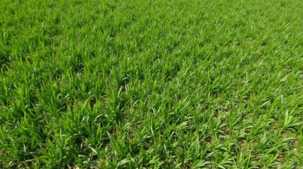 Obraz premium Top-down view of a well-maintained lawn with freshly trimmed edges, smooth and even grass, illuminated by bright sunlight on a clear day.