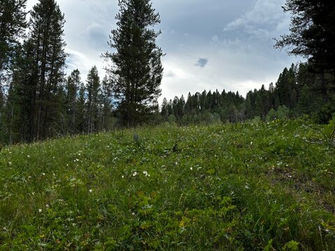 green meadow with tiny wild flowers in pine forest by Bear Lake in Perris Idaho with storm clouds gathering in the background