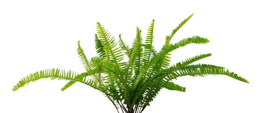 fresh green fern isolated element