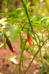 red hot chili pepper 