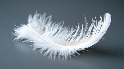 Obraz premium Delicate white feather. A single, soft feather, delicately positioned, showcasing its intricate structure. A light-catching, ethereal quality is present