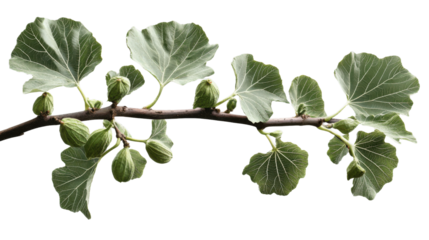 Fig branch with unripe fruits and leaves on transparent background