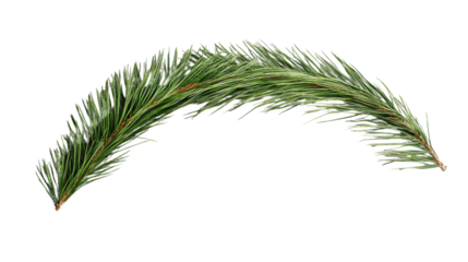 Pine branch arching gracefully on transparent background