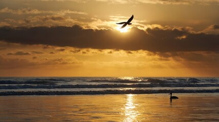 Golden sunset beach bird flight