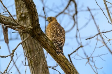 A Red Shouldered Hawk Perches in a Tree at Seven Lakes State Park in Holly, Michigan.