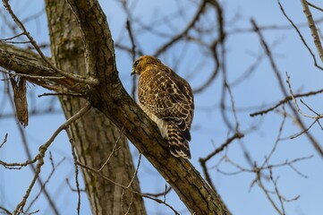 A Red Shouldered Hawk Perches in a Tree at Seven Lakes State Park in Holly, Michigan.