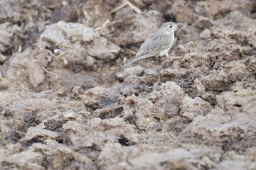 Bird on rock