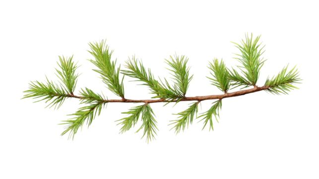 Fresh green pine branch with transparent background for easy editing