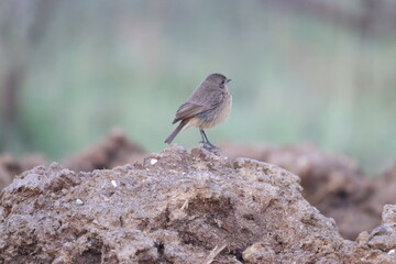 Bird on rock