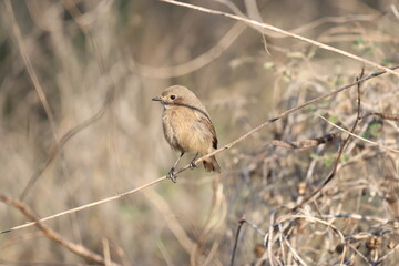 Small bird on tree