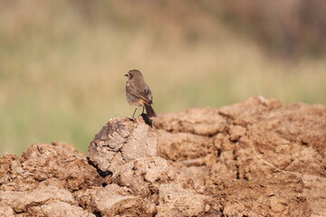 Small bird on rock