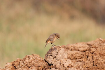 Small bird on rock