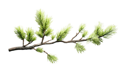 Light green pine tree branch with transparent background