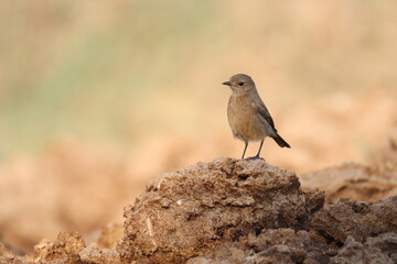 Small bird on rock