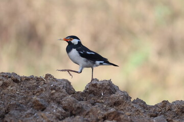 Pied Starling