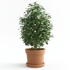 Lush Green Indoor Plant in Terracotta Pot with White Blossoms Set Against a Minimalist White Background